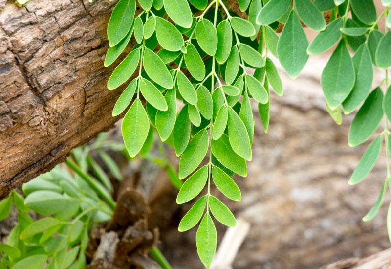 Adaptogens: Nature’s Answer to Tackling Stress - Say Hello to Moringa