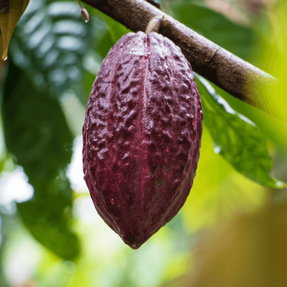 A red cacao pod hanging from branch