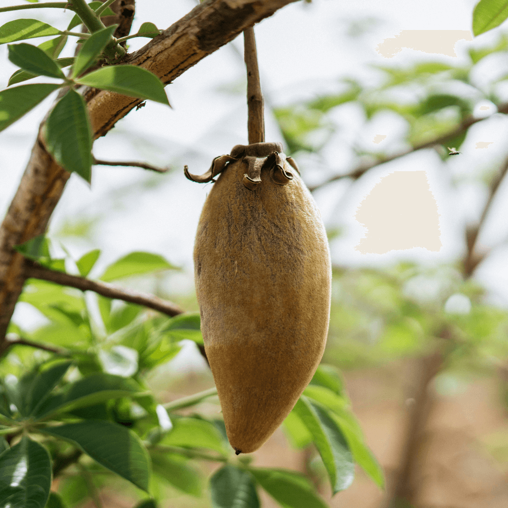 Baobab fruit handing from a tree