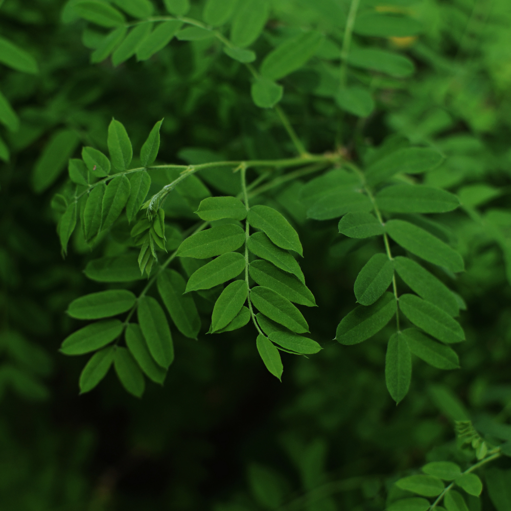 Moringa Powder