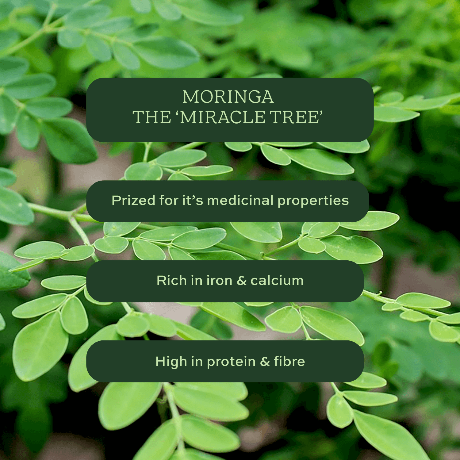 Moringa leaves with text: Medicinal properties, rich in iron & calcium, high in protein & fibre.