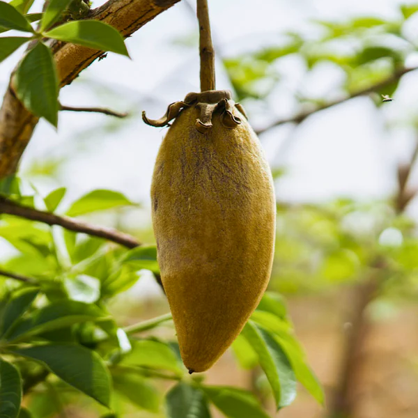 Baobab fruit hanging from tree.