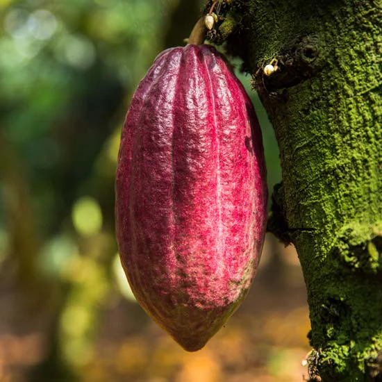 Cacao pod.