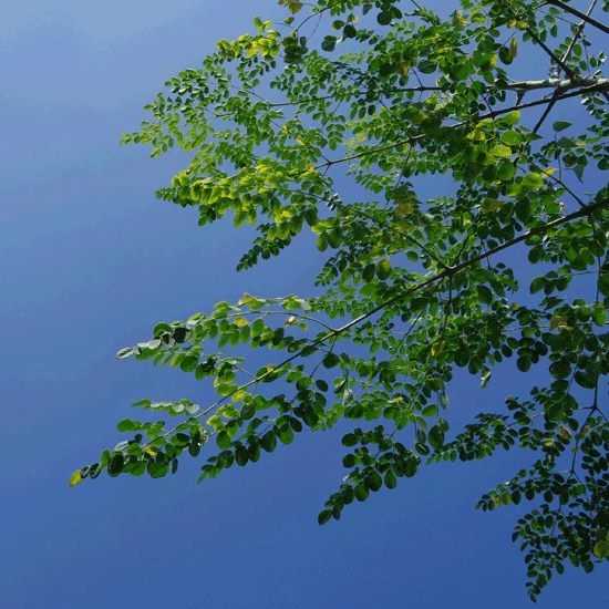 A photo looking up at branches with green leaves against a blue sky backdrop.