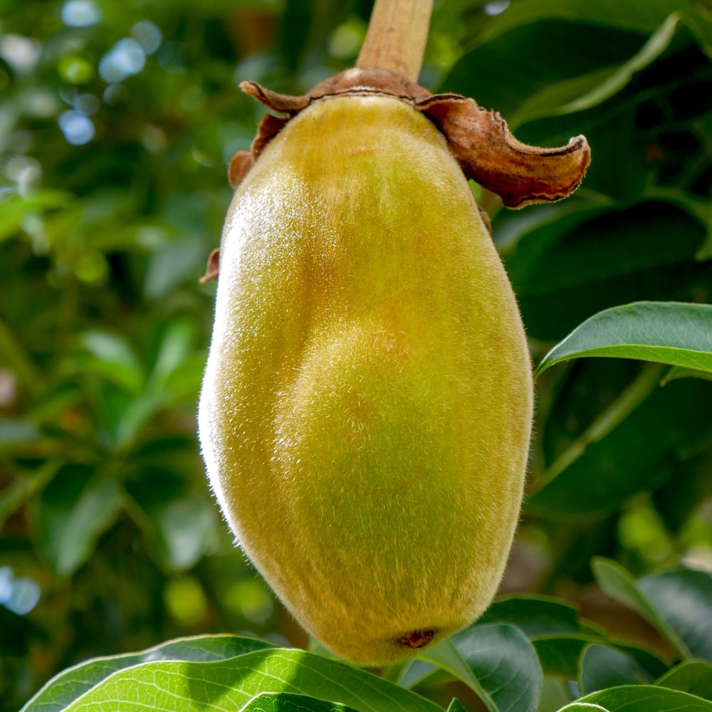 Baobab fruit hanging from a tree with green leaves in the background