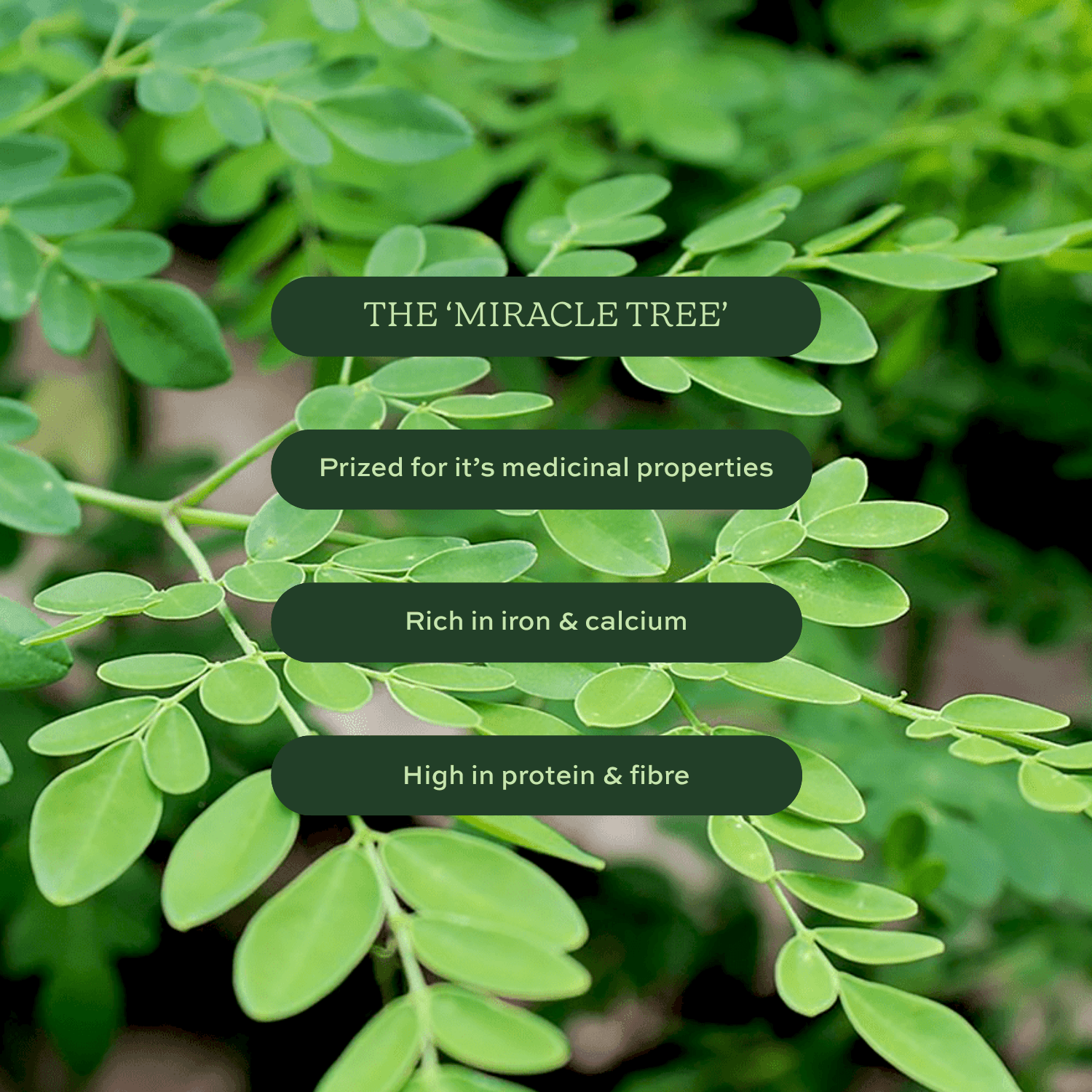 Green leaves with text about the 'Miracle Tree': Prized for it's medicinal properties. Rich in iron & calcium. High in protein & fibre.