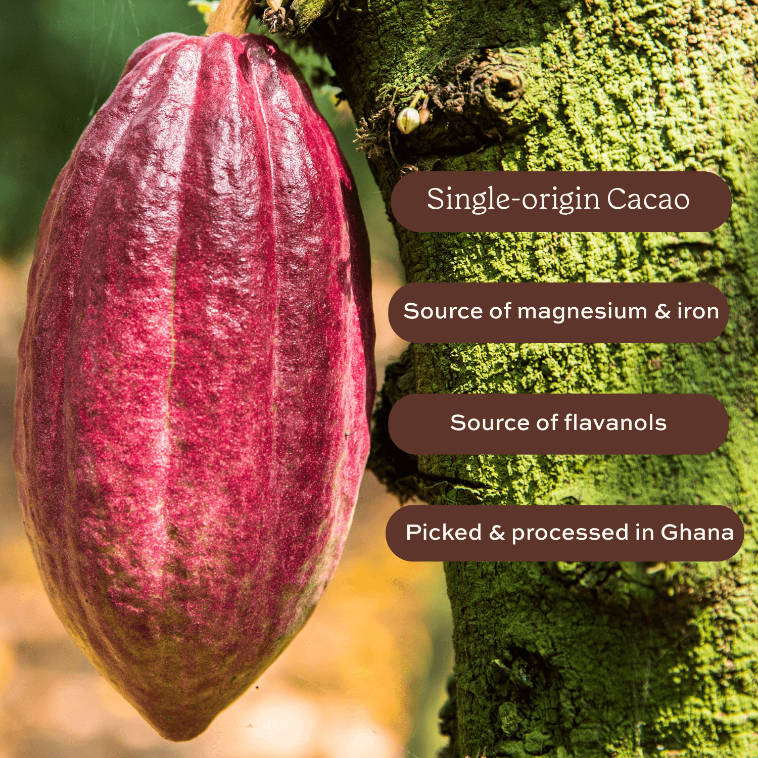 Cacao pod on a tree with text about single-origin cacao, magnesium, iron, flavanols, and origin.