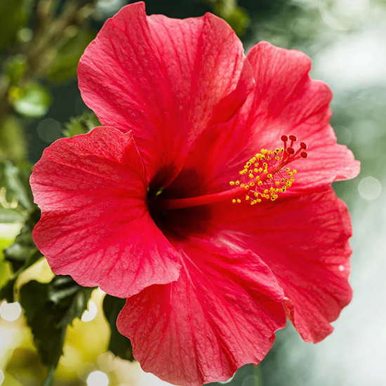 Hibiscus flower.
