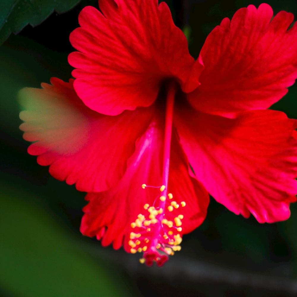 Close-up of a vibrant hibiscus flower with a dark background