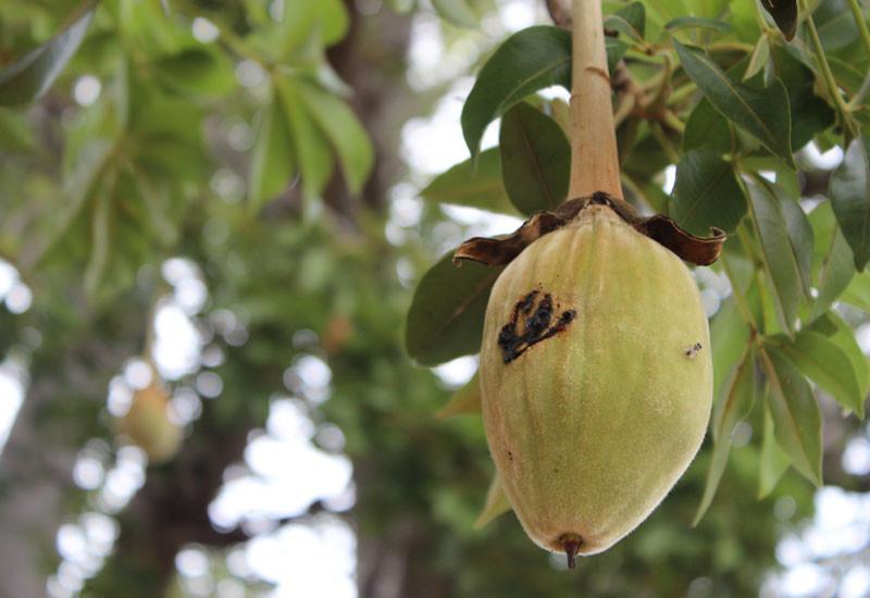 Is Baobab the Reason the Hadza Tribe Have the World's Healthiest Guts?