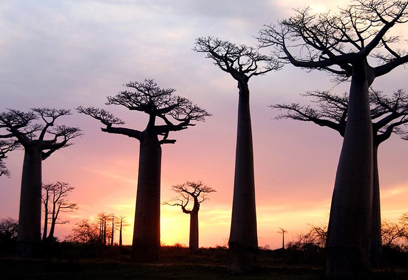 Long live the baobabs