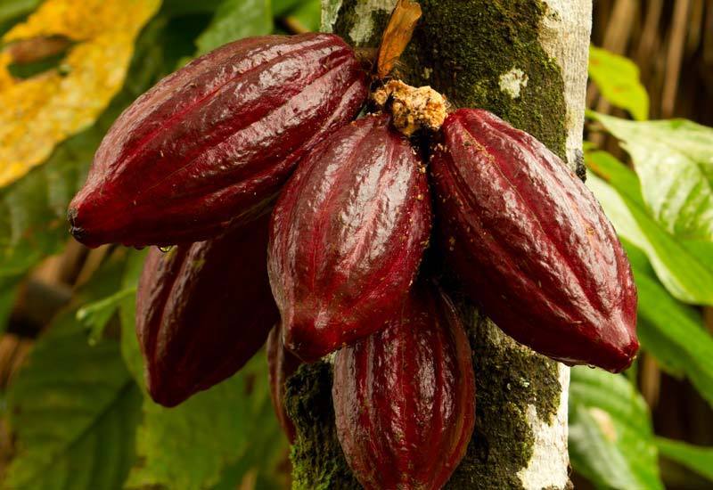 The Cacao Tree