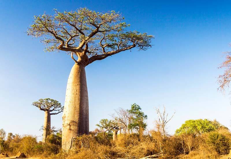 The Baobab Tree: Africa's Iconic "Tree of Life"