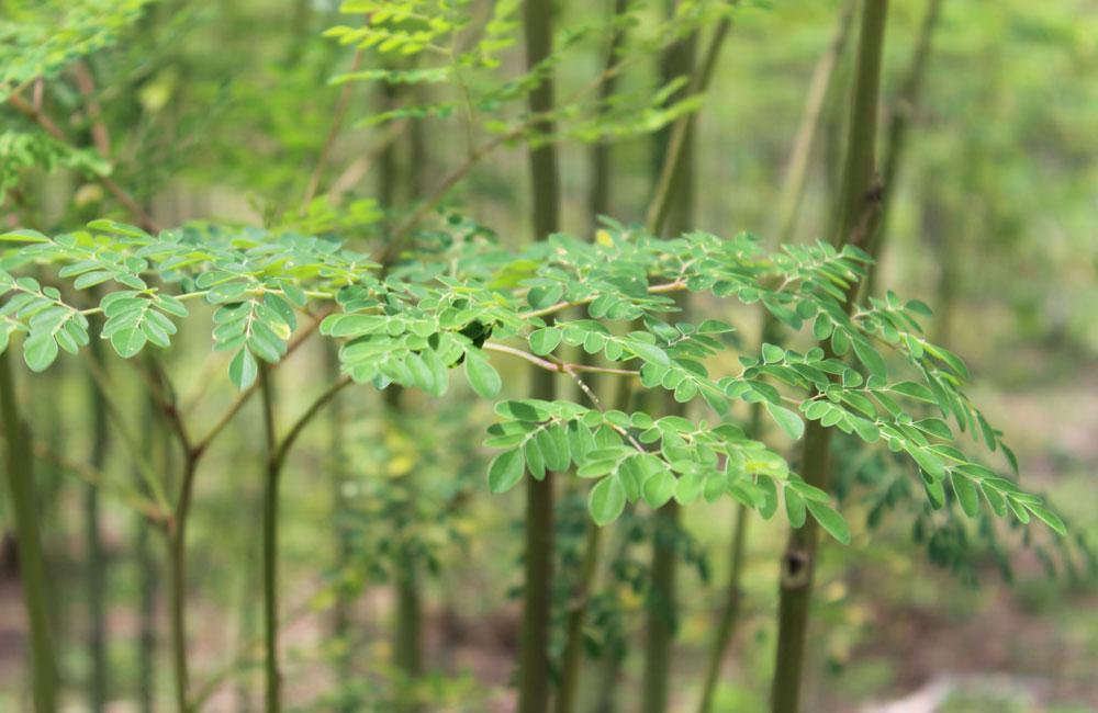 Moringa Oleifera: the Moringa Tree