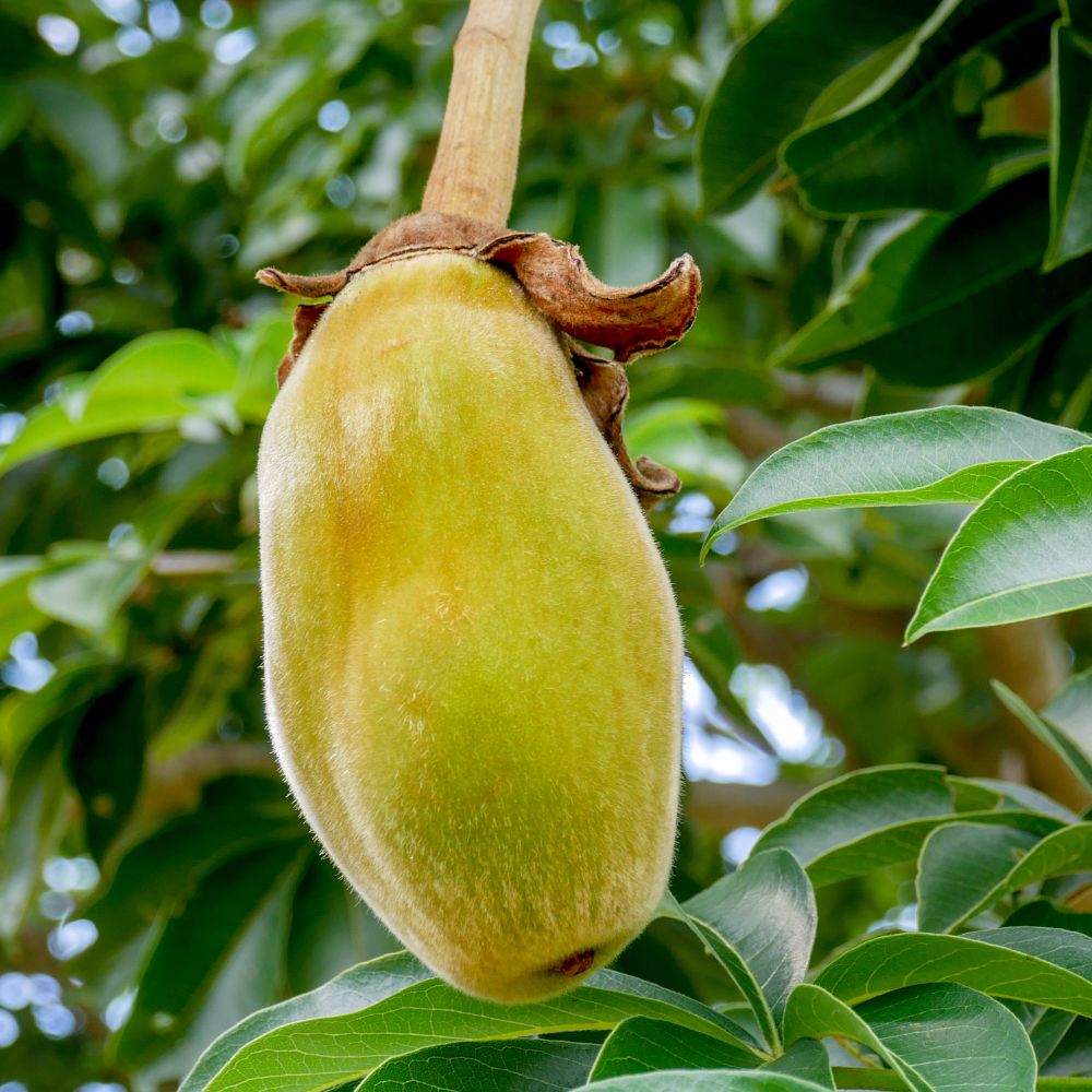 Green baobab fruit hanging from a tree with leaves in the background.