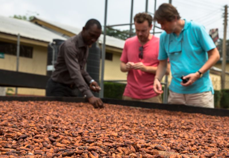 Aduna founders examining drying cacao beans with a producer outdoors.