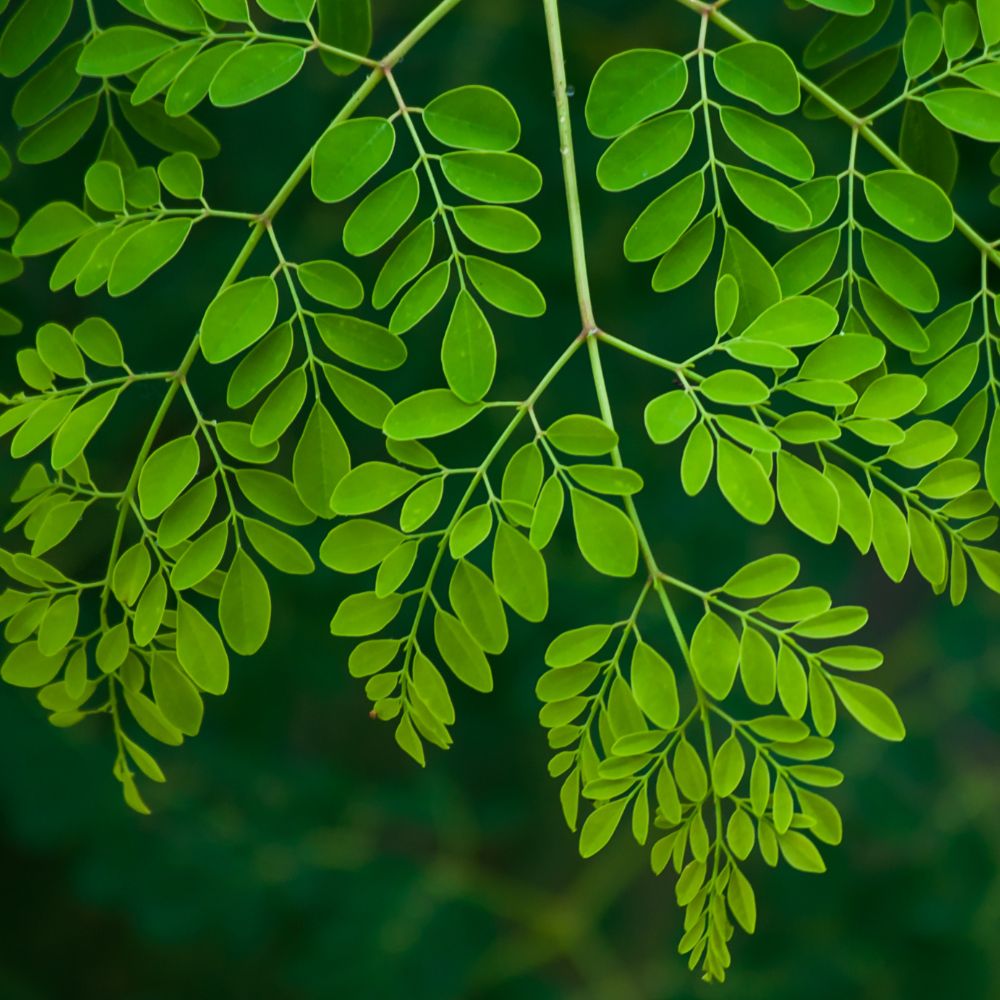 Close-up of moringa leaves with a blurred green background